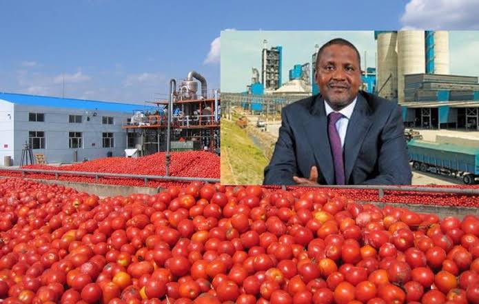 Dangote Tomato Plant –Everything You Need to Know